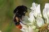 Bombus lapidarius